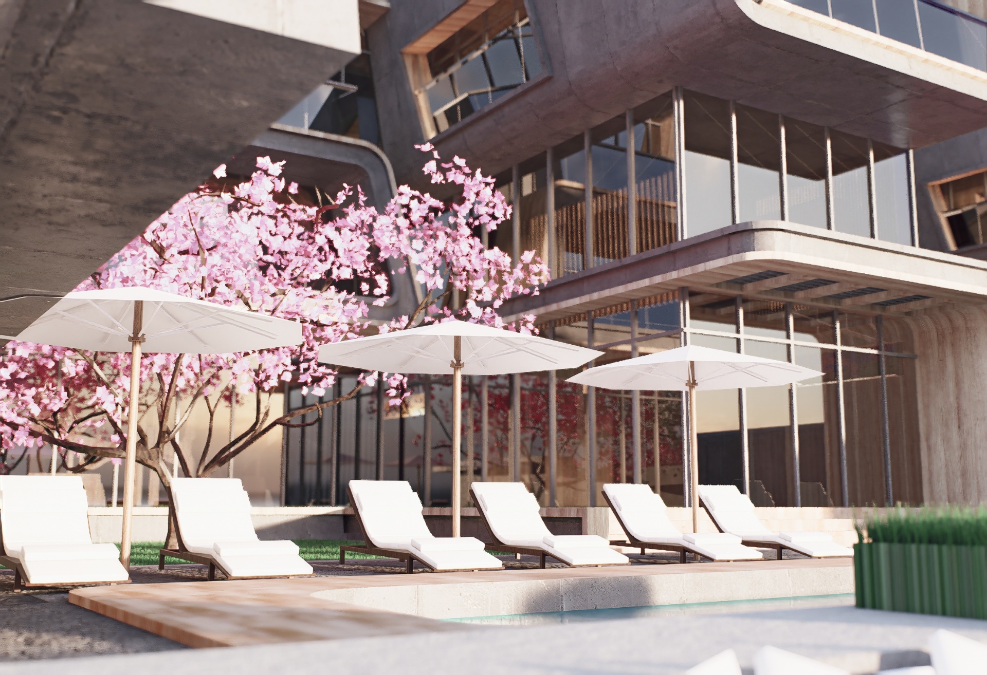 Poolside lounge chairs and umbrellas beneath a cherry blossom tree next to the residences